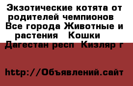 Экзотические котята от родителей чемпионов - Все города Животные и растения » Кошки   . Дагестан респ.,Кизляр г.